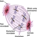 Cell Division