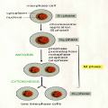 Cell Division