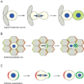 Cell Division